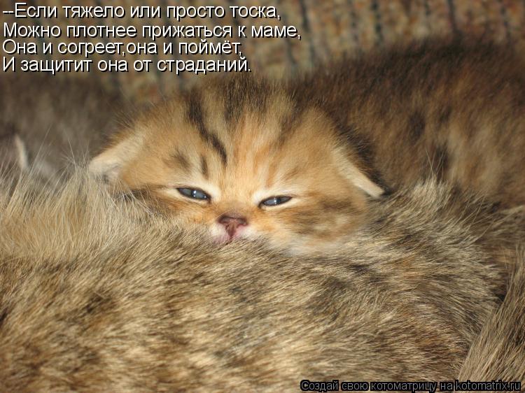 Котоматрица: --Если тяжело или просто тоска, Можно плотнее прижаться к маме, Она и согреет,она и поймёт, И защитит она от страданий.