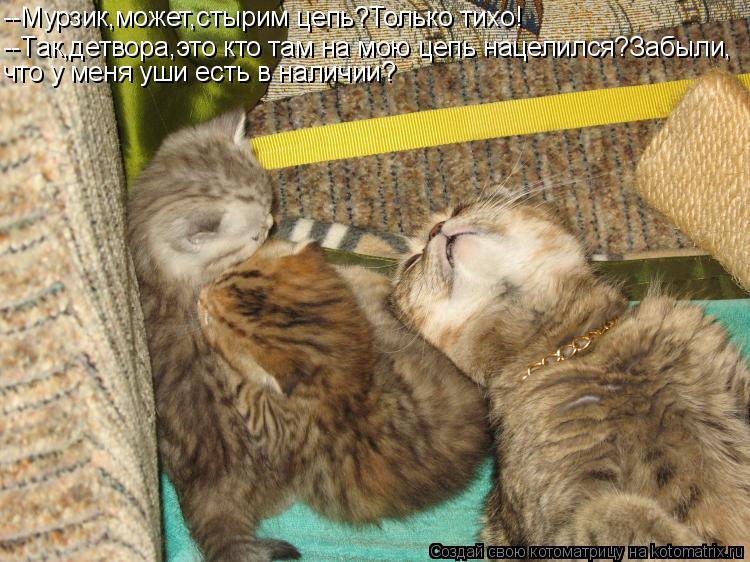 Котоматрица: --Мурзик,может,стырим цепь?Только тихо! --Так,детвора,это кто там на мою цепь нацелился?Забыли, что у меня уши есть в наличии?