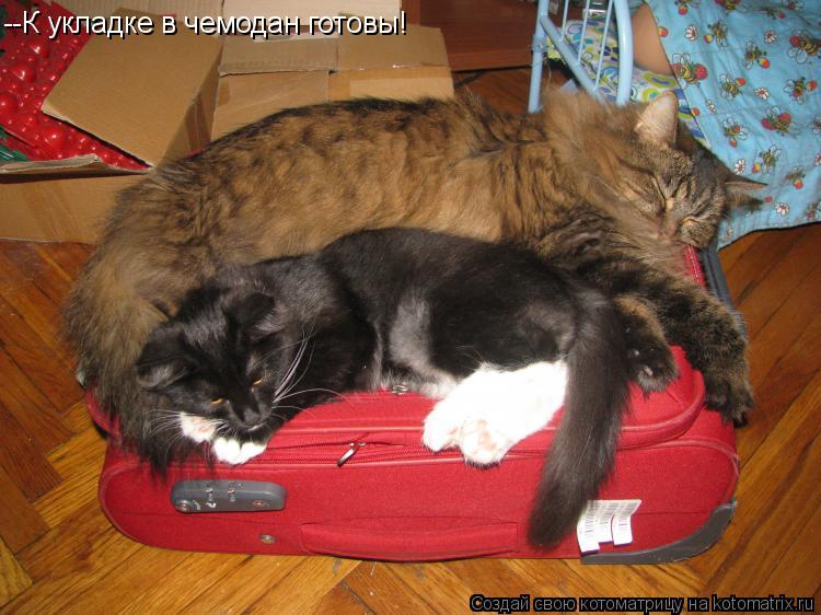 Котоматрица: --К укладке в чемодан готовы!