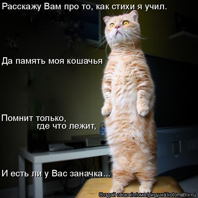Котоматрица: Расскажу Вам про то, как стихи я учил. И есть ли у Вас заначка... где что лежит, Да память моя кошачья Помнит только,