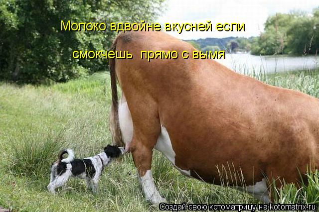 Молоко вдвойне вкусней если смокчешь прямо с вымя... Котоматрица: Молоко вдвойне вкусней если смокчешь прямо с вымя