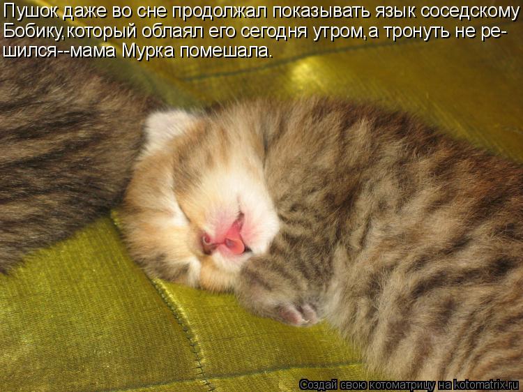 Пушок даже во сне продолжал показывать язык соседскому Бобику,который облаял его сегодня утром,а трон... Котоматрица: Пушок даже во сне продолжал показывать язык соседскому Бобику,который облаял его сегодня утром,а тронуть не ре- шился--мама Мурка помешала.