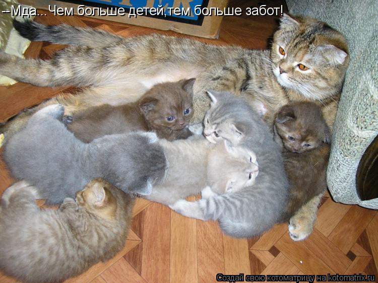 --Мда...Чем больше детей,тем больше забот!... Котоматрица: --Мда...Чем больше детей,тем больше забот!
