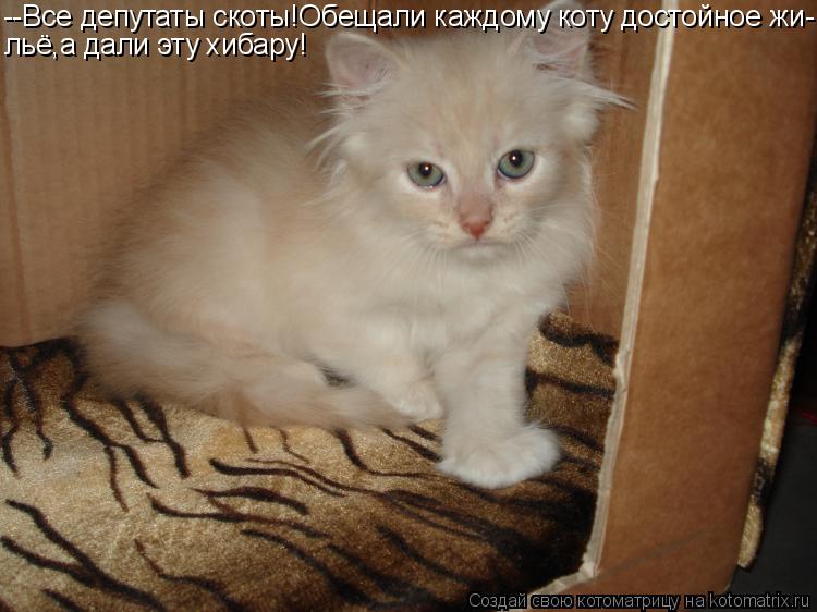 --Все депутаты скоты!Обещали каждому коту достойное жи- льё,а дали эту хибару!... Котоматрица: --Все депутаты скоты!Обещали каждому коту достойное жи- льё,а дали эту хибару!