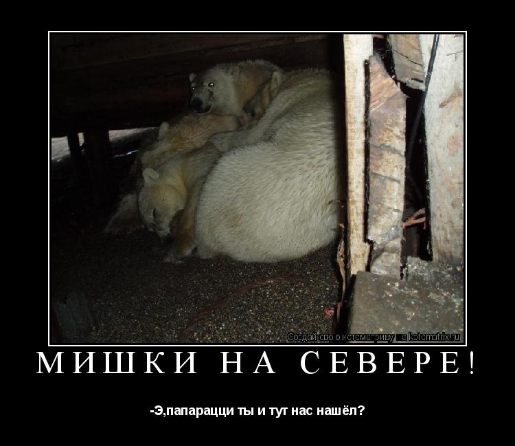 Котоматрица: Мишки на Севере! -Э,папарацци ты и тут нас нашёл?