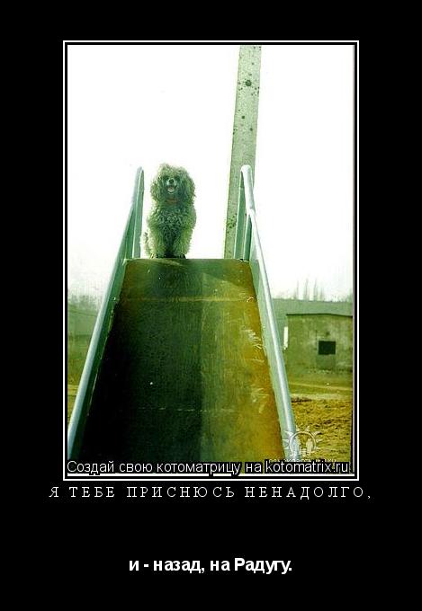 Котоматрица: Я тебе приснюсь ненадолго, и - назад, на Радугу.