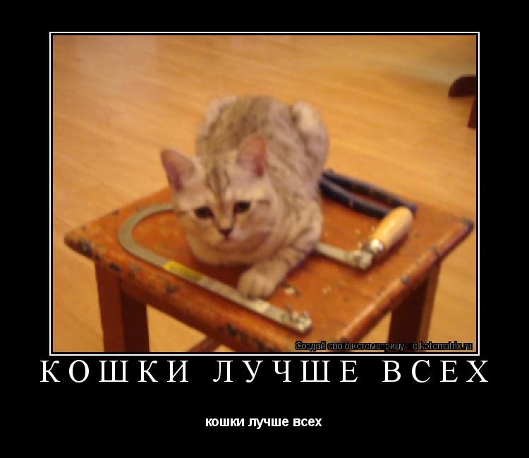 Котоматрица: кошки лучше всех кошки лучше всех