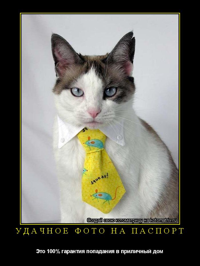 Котоматрица: Удачное фото на паспорт Это 100% гарантия попадания в приличный дом