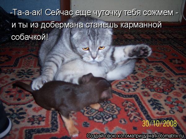 -Та-а-ак! Сейчас еще чуточку тебя сожмем - и ты из добермана станешь карманной собачкой!... Котоматрица: -Та-а-ак! Сейчас еще чуточку тебя сожмем - и ты из добермана станешь карманной собачкой!