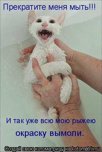 Прекратите меня мыть!!! И так уже всю мою рыжею окраску вымоли.... Котоматрица: Прекратите меня мыть!!! И так уже всю мою рыжею окраску вымоли.
