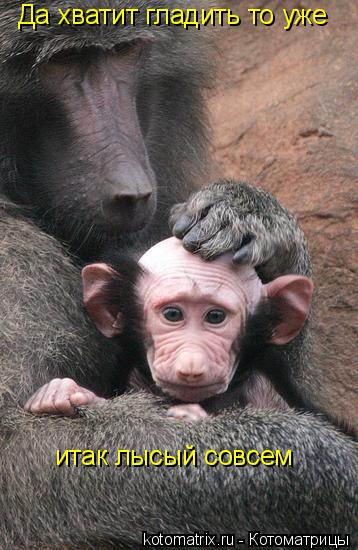 Котоматрица: Да хватит гладить то уже  итак лысый совсем