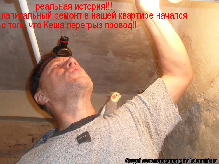 Котоматрица: реальная история!!! капитальный ремонт в нашей квартире начался с того, что Кеша перегрыз провод!!!