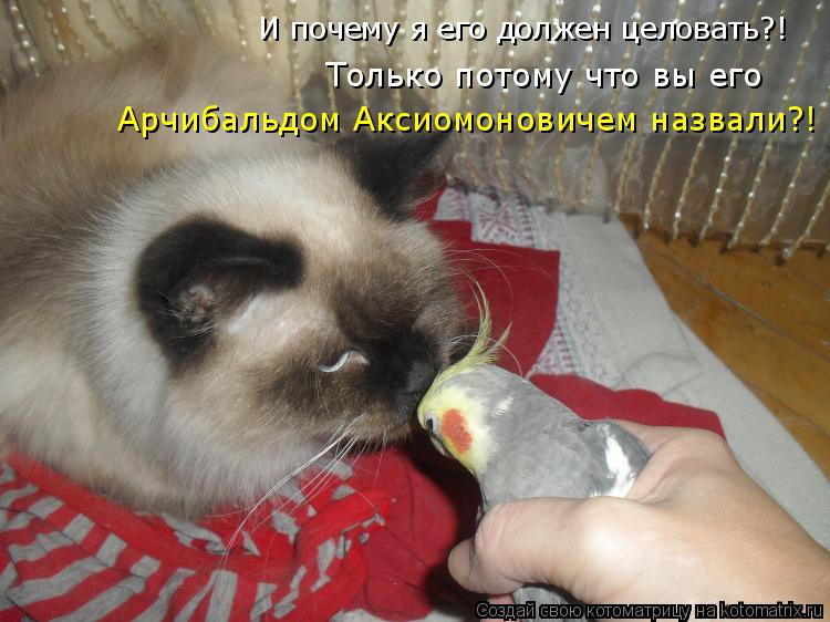 И почему я его должен целовать?! Только потому что вы его Арчибальдом Аксиомоновичем назвали?!... Котоматрица: И почему я его должен целовать?! Только потому что вы его Арчибальдом Аксиомоновичем назвали?!