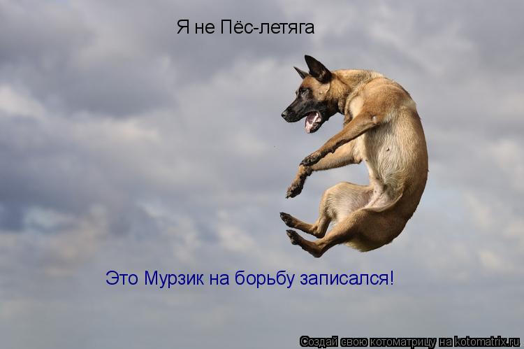 Котоматрица: Это Мурзик на борьбу записался! Я не Пёс-летяга