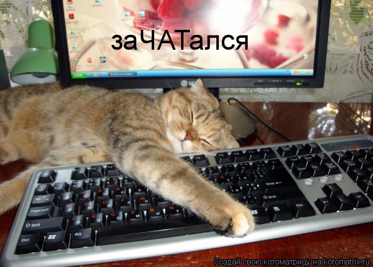 Котоматрица: заЧАТался
