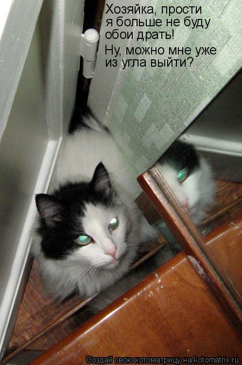 Котоматрица: Хозяйка, прости  я больше не буду  обои драть! Ну, можно мне уже из угла выйти?
