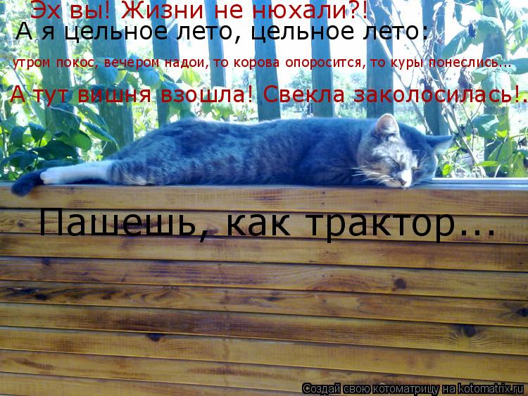 А я цельное лето, цельное лето: Эх вы! Жизни не нюхали?! А тут вишня взошла! Свекла заколосилась!..... Котоматрица: А я цельное лето, цельное лето: Эх вы! Жизни не нюхали?! А тут вишня взошла! Свекла заколосилась!.. Пашешь, как трактор... утром покос, вечером н