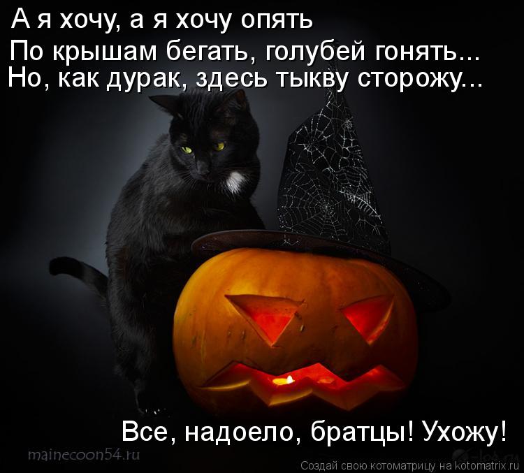 Котоматрица: А я хочу, а я хочу опять По крышам бегать, голубей гонять... Но, как дурак, здесь тыкву сторожу... Все, надоело, братцы! Ухожу!