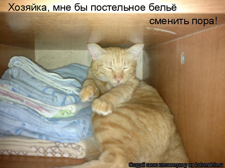 Котоматрица: Хозяйка, мне бы постельное бельё сменить пора!