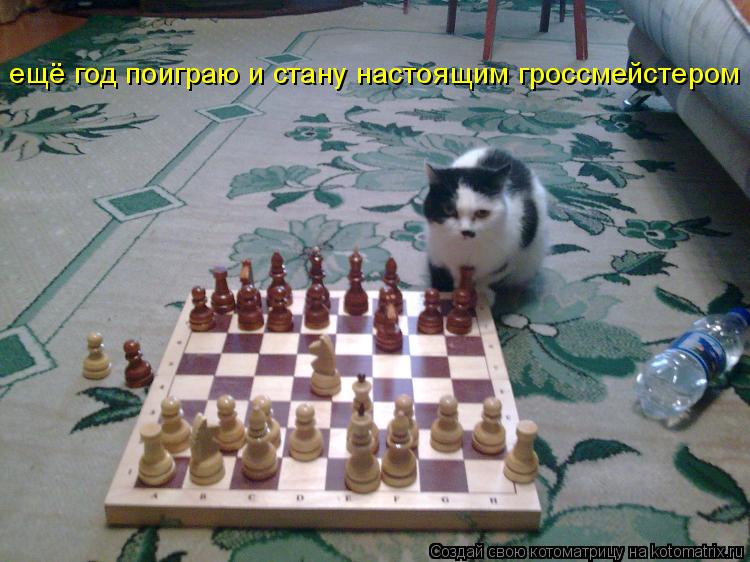 Котоматрица: ещё год поиграю и стану настоящим гроссмейстером