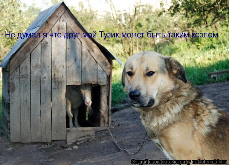 Котоматрица: Не думал я,что друг мой Тузик,может быть таким козлом.