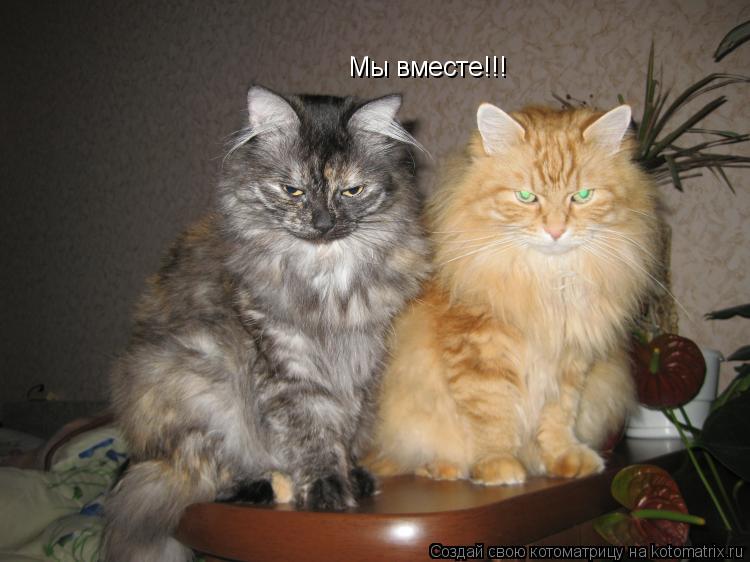 Котоматрица: Мы вместе!!!