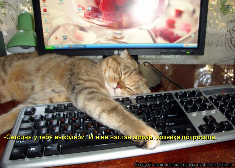 Котоматрица: -Сегодня у тебя выходной. И я не наглая морда, хозяйка попросила.