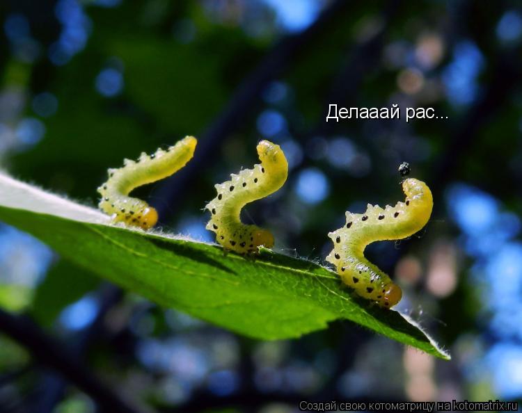 Котоматрица: Делааай рас...