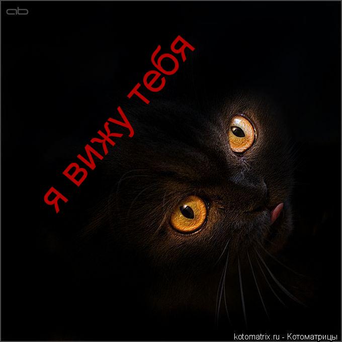 Котоматрица: я вижу тебя