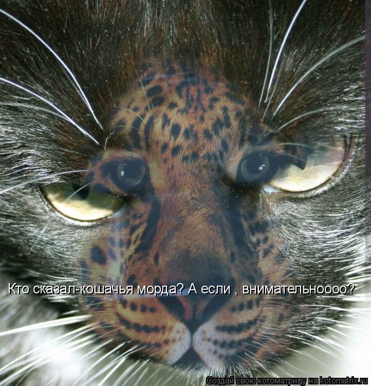 Котоматрица: Кто сказал-кошачья морда? А если , внимательноооо?