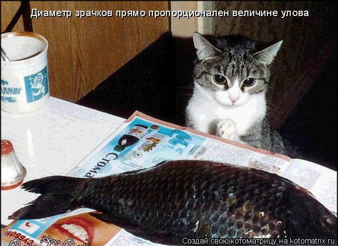 Котоматрица: Диаметр зрачков прямо пропорционален величине улова