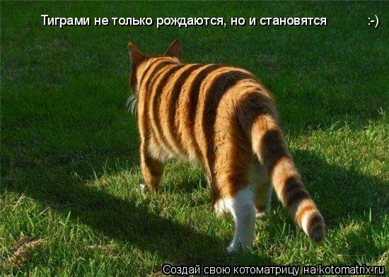 Котоматрица: Тиграми не только рождаются, но и становятся           :-)