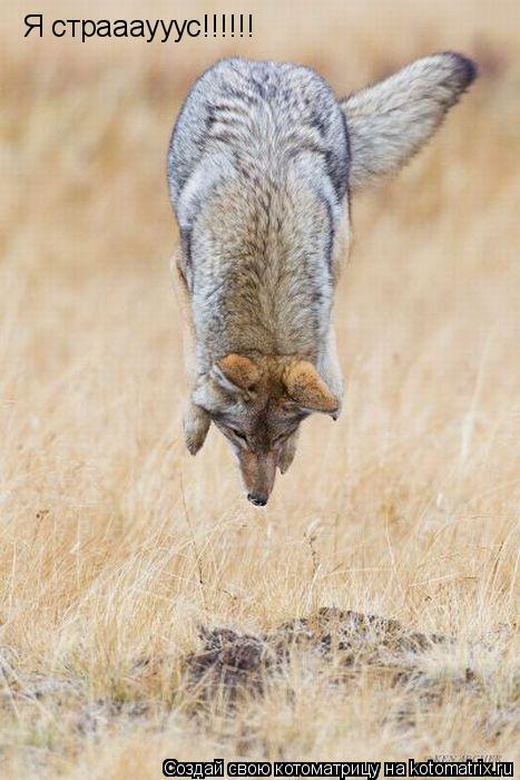 Котоматрица: Я страааууус!!!!!!