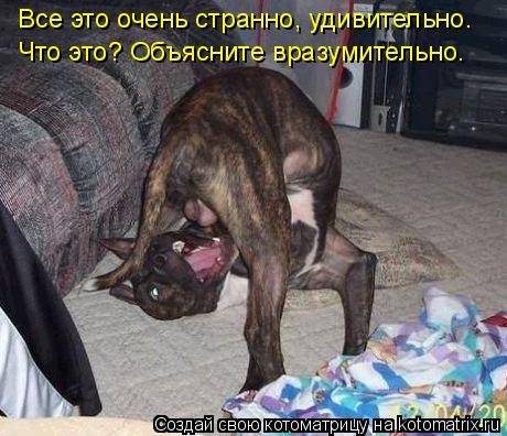 Котоматрица: Все это очень странно, удивительно. Что это? Объясните вразумительно.