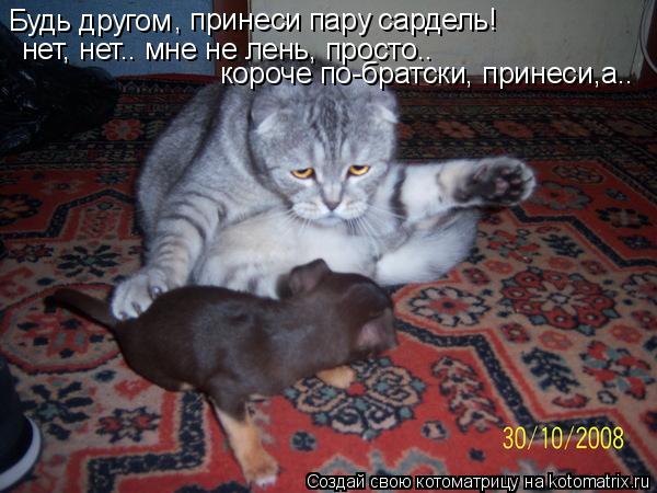 Котоматрица: Будь другом , принеси пару сардель! нет, нет.. мне не лень, просто.. короче по-братски, принеси,а..