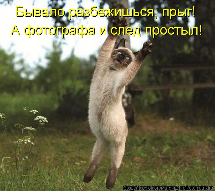 Котоматрица: Бывало разбежишься, прыг! А фотографа и след простыл!