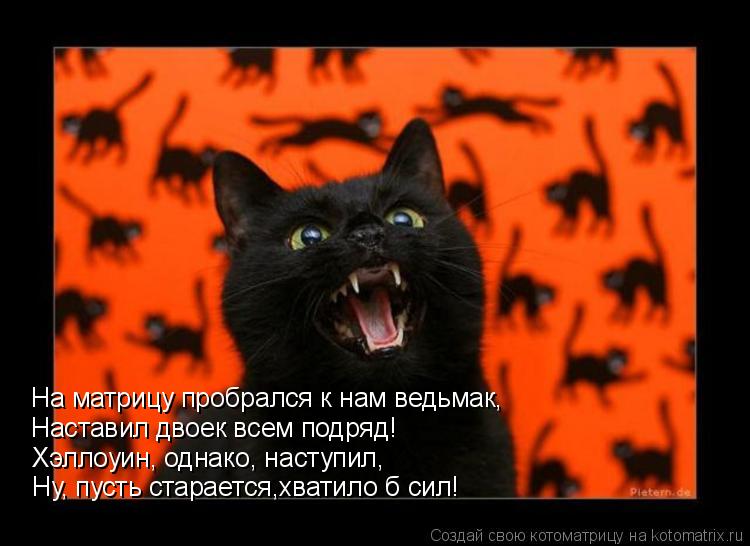 Котоматрица: На матрицу пробрался к нам ведьмак, Наставил двоек всем подряд! Хэллоуин, однако, наступил, Ну, пусть старается,хватило б сил!