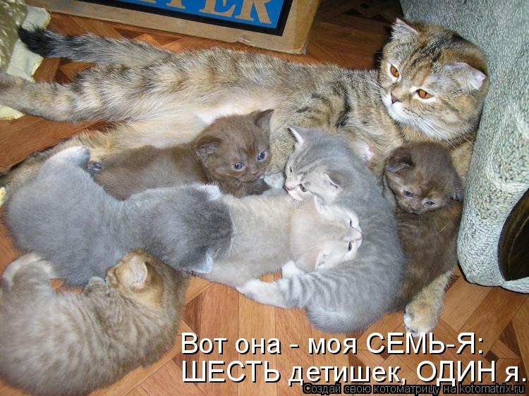 Котоматрица: Вот она - моя СЕМЬ-Я: ШЕСТЬ детишек, ОДИН я.