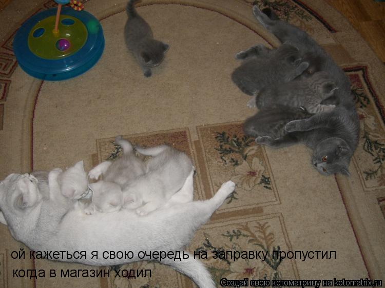 Котоматрица: ой кажеться я свою очередь на заправку пропустил когда в магазин ходил