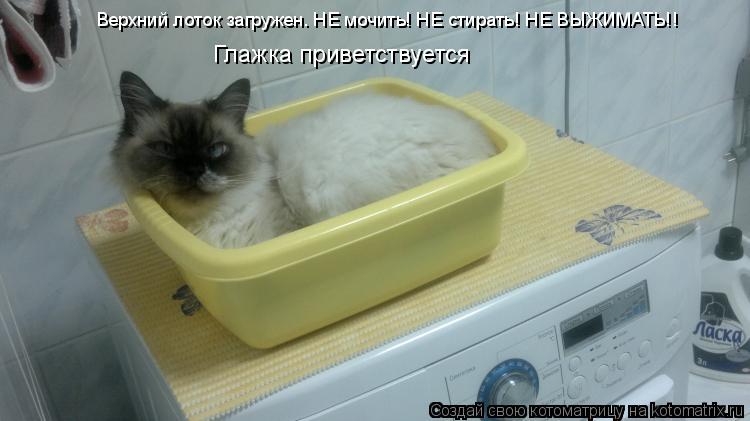 Котоматрица: Верхний лоток загружен. НЕ мочить! НЕ стирать! НЕ ВЫЖИМАТЬ!!   Глажка приветствуется
