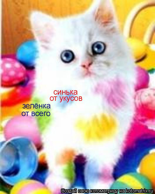 Котоматрица: зелёнка от всего синька синька от укусов