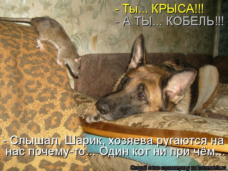 Котоматрица: - Ты... КРЫСА!!! - А ТЫ... КОБЕЛЬ!!! - Слышал, Шарик, хозяева ругаются на нас почему-то... Один кот ни при чём...