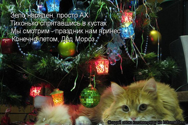 Котоматрица: Зело наряден, просто АХ Тихонько спрятавшись в кустах Мы смотрим - праздник нам принес Конечно летом, Дед Мороз
