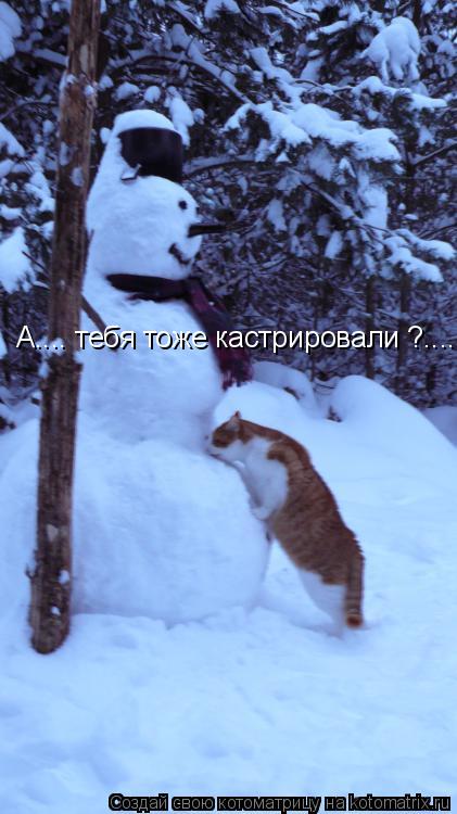 Котоматрица: А.... тебя тоже кастрировали ?.....