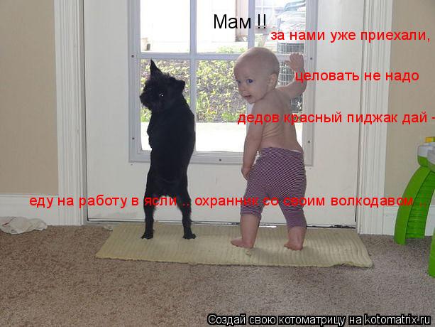 Котоматрица: Мам !! за нами уже приехали, целовать не надо дедов красный пиджак дай -  еду на работу в ясли .. охранник со своим волкодавом ..