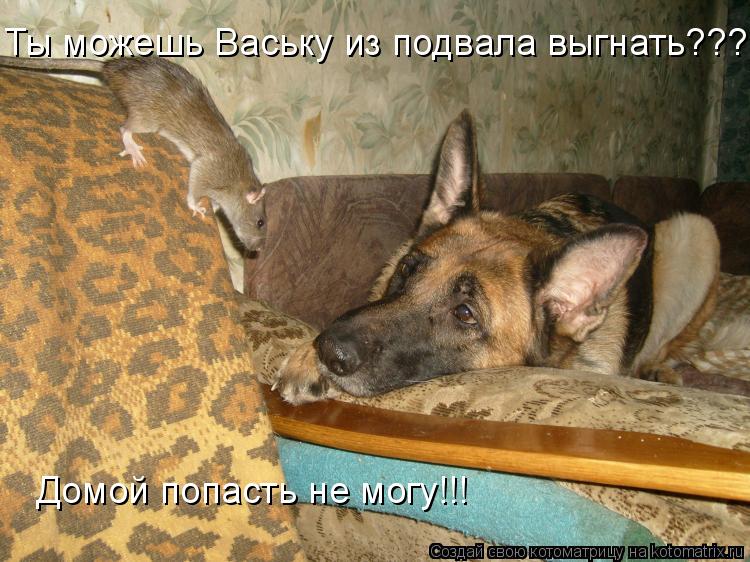 Котоматрица: Ты можешь Ваську из подвала выгнать???  Домой попасть не могу!!!