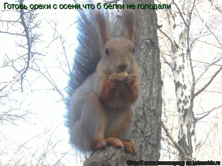 Готовь орехи с осени,что б белки не голодали Готовь орехи с осени,что б белки не голодали... Котоматрица: Готовь орехи с осени,что б белки не голодали Готовь орехи с осени,что б белки не голодали