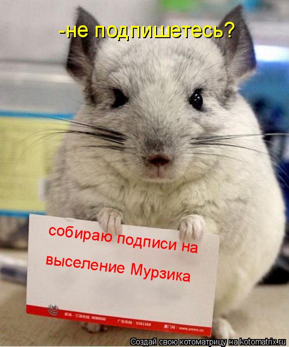 Котоматрица: собираю подписи на  выселение Мурзика -не подпишетесь?