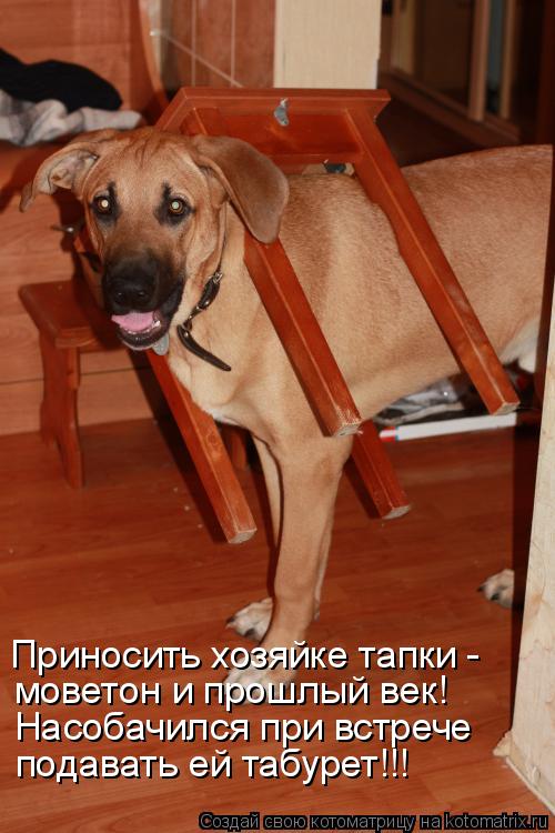 Приносить хозяйке тапки - моветон и прошлый век! Насобачился при встрече подавать ей табурет!!!... Котоматрица: Приносить хозяйке тапки - моветон и прошлый век! Насобачился при встрече подавать ей табурет!!!