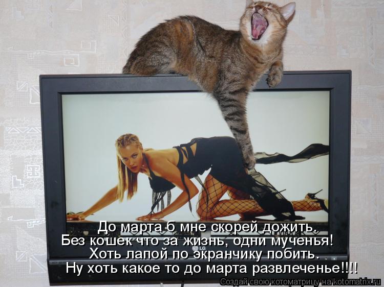 До марта б мне скорей дожить. Без кошек что за жизнь, одни мученья! Хоть лапой по экранчику побить. Н... Котоматрица: До марта б мне скорей дожить. Без кошек что за жизнь, одни мученья! Хоть лапой по экранчику побить. Ну хоть какое то до марта развлеченье!!!!